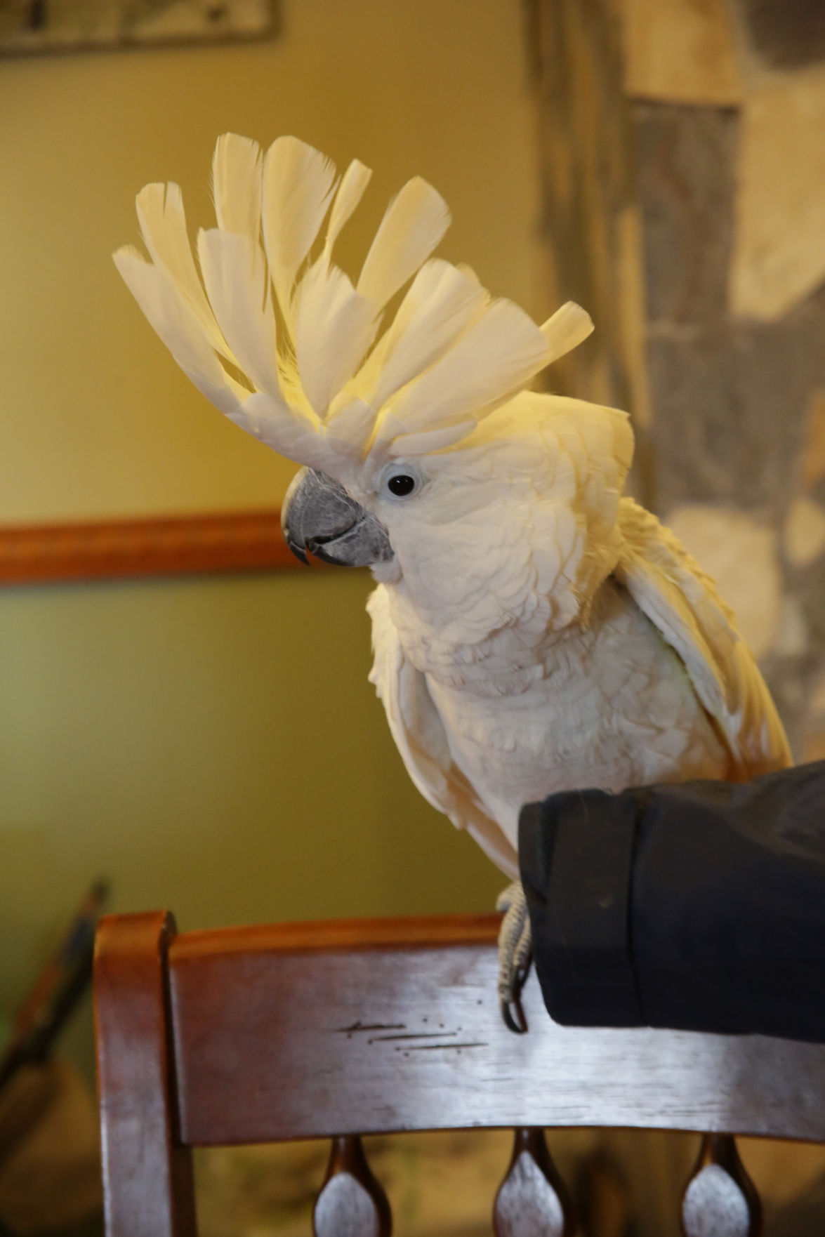 Erin's Farm animal sanctuary